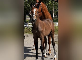 Swedish Warmblood, Stallion, Foal (04/2025), 16.2 hh, Grey