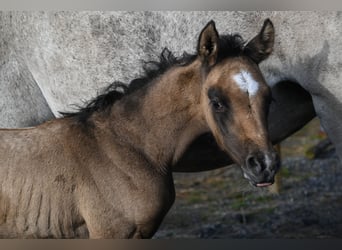 Swedish Warmblood, Stallion, Foal (01/2024), 16 hh, Buckskin