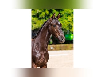 Swedish Warmblood, Stallion, Foal (04/2025), Bay