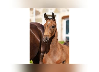 Swedish Warmblood, Stallion, Foal (06/2025), Bay