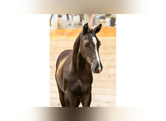 Swedish Warmblood, Stallion, Foal (04/2025), Bay