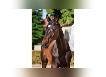 Swedish Warmblood, Stallion, Foal (05/2025), Bay