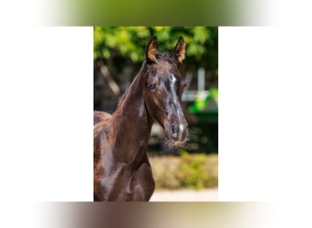 Swedish Warmblood, Stallion, Foal (04/2025), Black