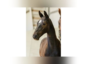 Swedish Warmblood, Stallion, Foal (05/2025), Black