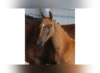 Swedish Warmblood, Stallion, Foal (05/2026), Brown