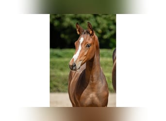 Swedish Warmblood, Stallion, Foal (05/2025), Brown