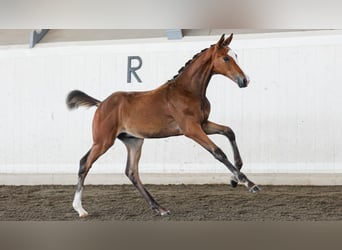 Swedish Warmblood, Stallion, Foal (04/2026), Brown
