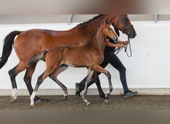 Swedish Warmblood, Stallion, Foal (04/2026), Brown
