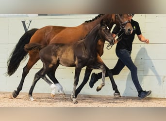 Swedish Warmblood, Stallion, Foal (05/2026), Brown