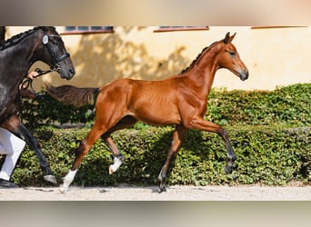 Swedish Warmblood, Stallion, Foal (04/2026), Brown