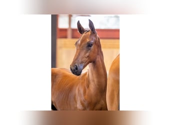 Swedish Warmblood, Stallion, Foal (04/2025), Brown