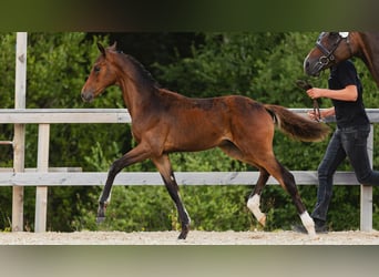 Swedish Warmblood, Stallion, Foal (04/2026), Brown