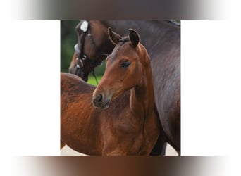 Swedish Warmblood, Stallion, Foal (04/2026), Brown