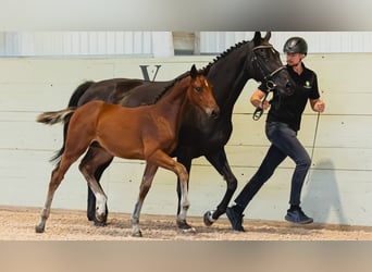 Swedish Warmblood, Stallion, Foal (05/2026), Brown