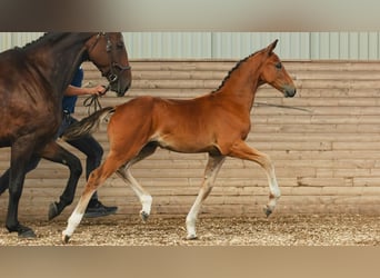 Swedish Warmblood, Stallion, Foal (05/2026), Brown
