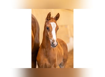 Swedish Warmblood, Stallion, Foal (07/2025), Chestnut