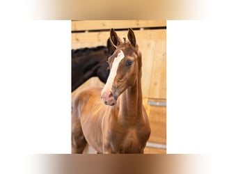 Swedish Warmblood, Stallion, Foal (05/2025), Chestnut