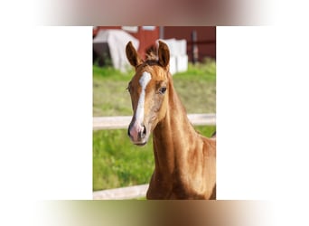 Swedish Warmblood, Stallion, Foal (05/2025), Chestnut