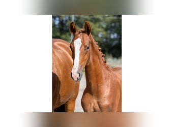 Swedish Warmblood, Stallion, Foal (04/2025), Chestnut