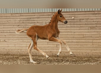 Swedish Warmblood, Stallion, Foal (06/2026), Chestnut-Red