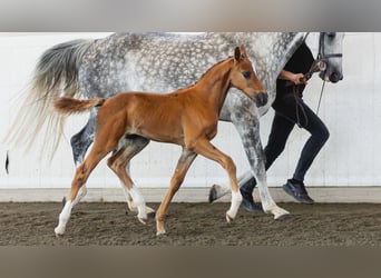 Swedish Warmblood, Stallion, Foal (06/2026), Chestnut-Red