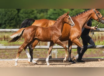 Swedish Warmblood, Stallion, Foal (04/2026), Chestnut-Red