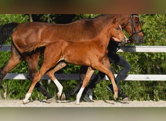 Swedish Warmblood, Stallion, Foal (05/2026), Chestnut-Red