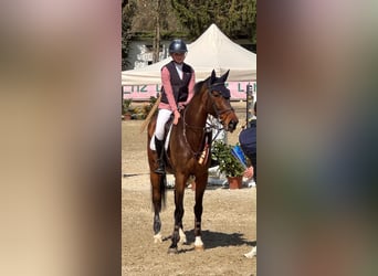 Swiss Warmblood, Gelding, 10 years, 16.1 hh, Brown