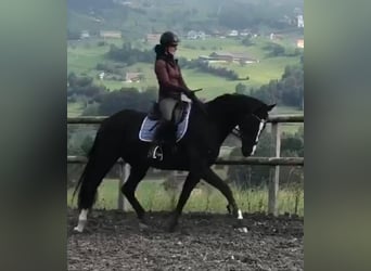 Swiss Warmblood, Gelding, 10 years, 16,1 hh, Black