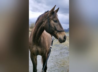 Swiss Warmblood, Gelding, 11 years, 16,2 hh, Brown