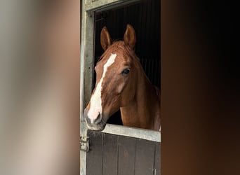 Swiss Warmblood, Gelding, 11 years, 16,2 hh, Chestnut