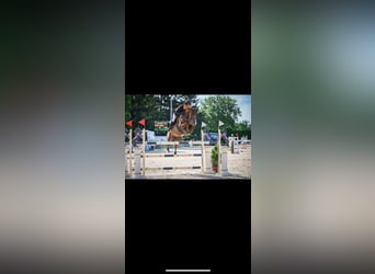 Swiss Warmblood, Gelding, 11 years, 16,2 hh, Chestnut