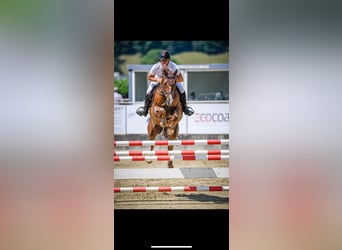 Swiss Warmblood, Gelding, 11 years, 16,2 hh, Chestnut