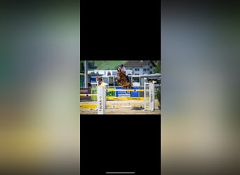 Swiss Warmblood, Gelding, 11 years, 16,2 hh, Chestnut