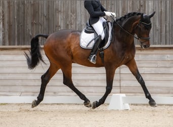 Swiss Warmblood, Gelding, 11 years, 17.1 hh, Brown