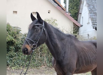 Swiss Warmblood, Gelding, 11 years, 17,1 hh, Smoky-Black