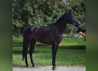 Swiss Warmblood Mix, Gelding, 11 years, 17 hh, Black