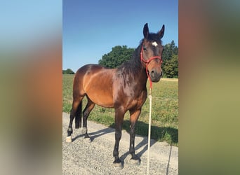Swiss Warmblood, Gelding, 13 years, 15.1 hh, Brown