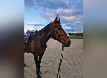 Swiss Warmblood, Gelding, 13 years, 15,3 hh, Brown