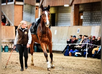 Swiss Warmblood, Gelding, 13 years, 17 hh, Brown