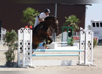 Swiss Warmblood, Gelding, 14 years, 18 hh, Bay-Dark