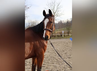 Swiss Warmblood, Gelding, 15 years, 16,1 hh, Brown