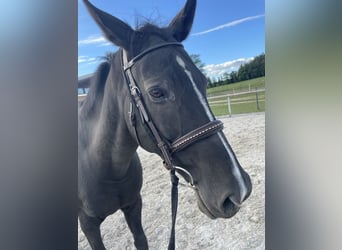 Swiss Warmblood, Gelding, 15 years, 17,1 hh, Bay-Dark