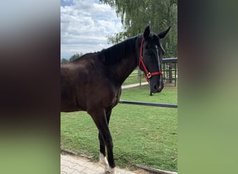Swiss Warmblood, Gelding, 15 years, 17,1 hh, Bay-Dark
