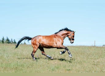 Swiss Warmblood, Gelding, 17 years, 16 hh, Brown
