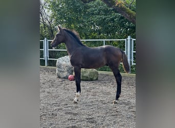 Swiss Warmblood, Gelding, 1 year, Chestnut
