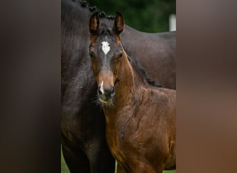 Swiss Warmblood, Gelding, 1 year, Chestnut