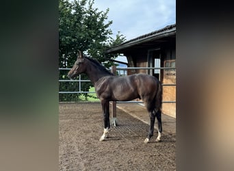 Swiss Warmblood, Gelding, 1 year, Chestnut