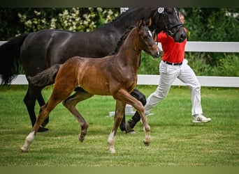 Swiss Warmblood, Gelding, 1 year, Chestnut