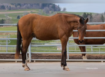Swiss Warmblood, Gelding, 2 years, 15,2 hh, Brown